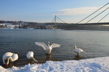 Obraz premium Łabędź z otwartymi skrzydłami stojący w wodzie na zaśnieżonym brzegu rzeki z innymi łabędziami