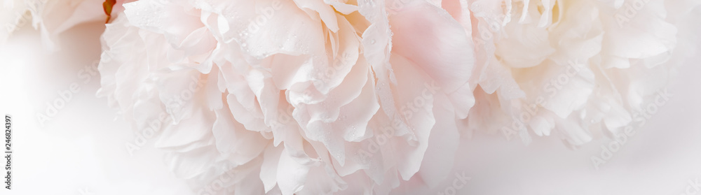 Wall mural romantic banner, delicate white peonies flowers close-up. fragrant pink petals