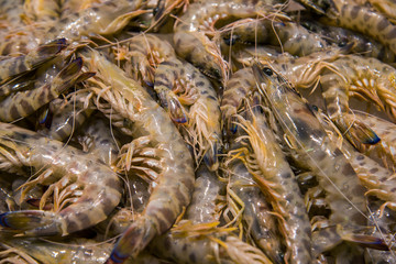 Fresh, raw shrimps and prawns on ice for food background. Close up photo with selective focus 5