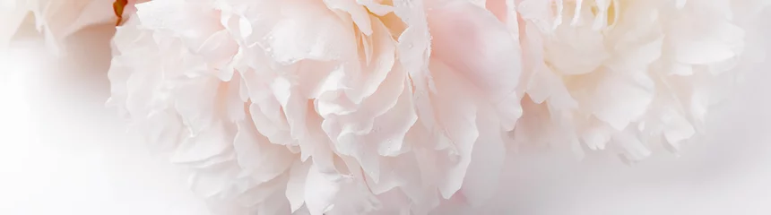 Badezimmer Foto Rückwand Romantisches Banner, zarte weiße Pfingstrosen blüht Nahaufnahme. Duftende rosa Blütenblätter © Olga Ionina