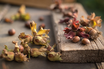 Close up side view photo composition of just harvested whole hazelnuts with shells on sunset on the rustic wooden board. Selective focus