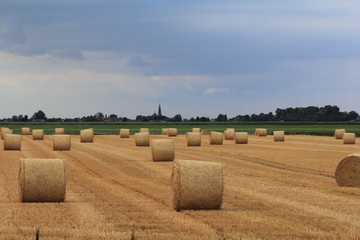 a large field with round straw bales and a dark blue sky in the dutch countryside in summer