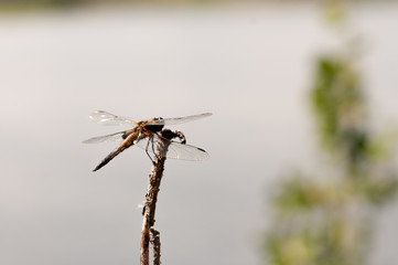 Brown dragonfly on a tree branch against a blue lake