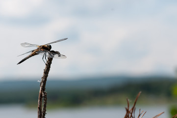 Brown dragonfly on a tree branch against a blue lake