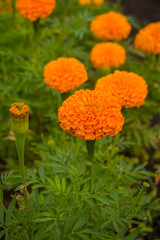 Orange marigold flower