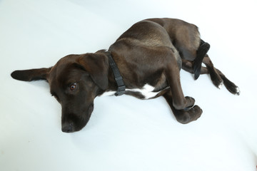 Black puppy isolated