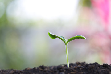 Growing green sapling plant 