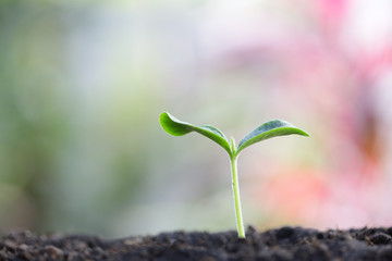 Growing green sapling plant 