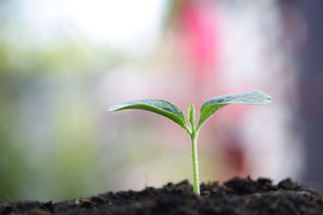Growing green sapling plant 
