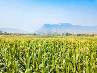 Aerial view of corn field