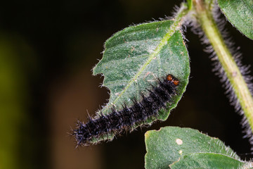 Grey Pansy (Junonia atlites) caterpillar