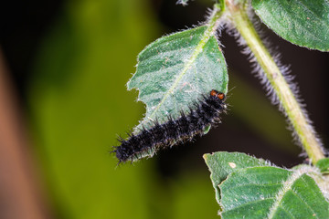 Grey Pansy (Junonia atlites) caterpillar