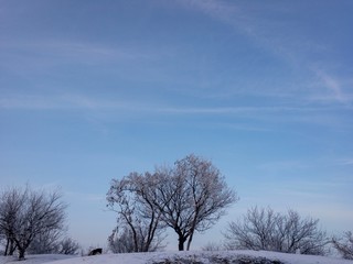 winter landscape with trees and blue sky