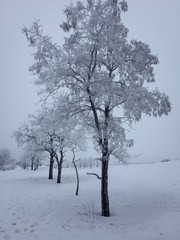 Fototapeta na wymiar tree in winter and snow