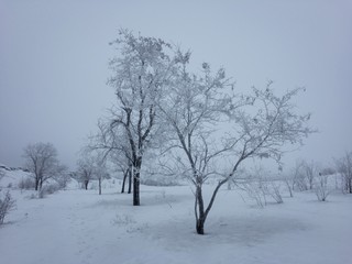 Fototapeta na wymiar dry tree in winter