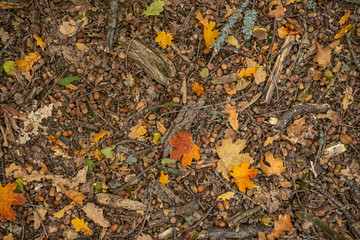 autumn carpet from fallen leaves and acorns