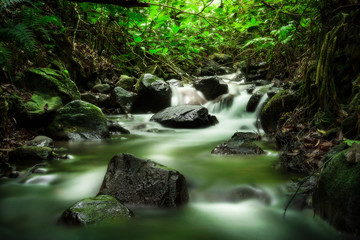 Rain forest river