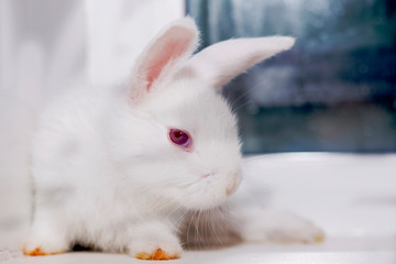 White rabbit sitting on the windowsill in the house.