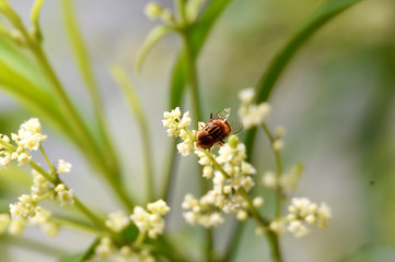 honeybee yellowish brown black striped on the back