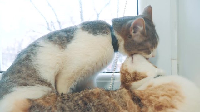 funny video cat. cats lifestyle lick each other kitten. slow motion video. Cats grooming and licking each other. pet a cute video