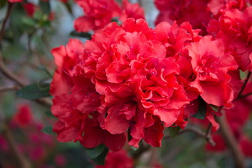 red azaleas in garden