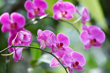 Fototapeta na wymiar Purple orchid flowers bloom among green leaves