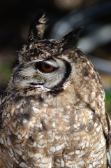 Ave de presa Búho Real