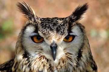 Mirada de Búho Real