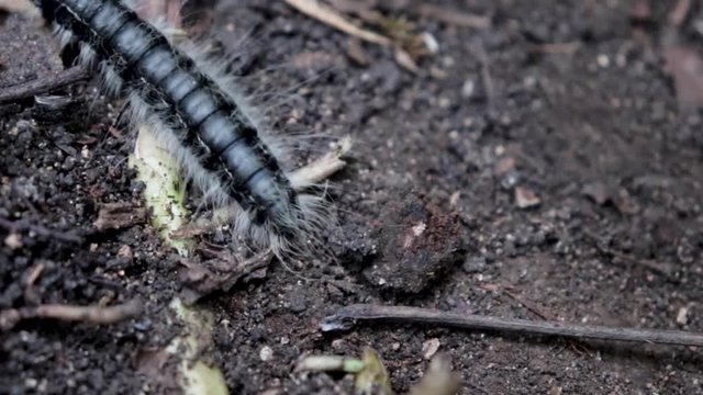 Black walnut caterpillar in the dirt, close up.