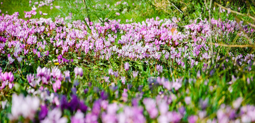 Cyclamen flowers in forest. Spring background. Selective focus.