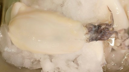 Squid seafood market Chiangmai 