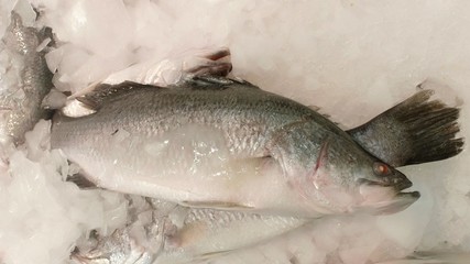 Fresh fish eyes and you 