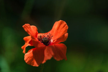 Bright fresh Orange Poppy Flower in the wind on a green spring meadow. Gentle movements in the spring breeze. Papaver Setigerum (fam. Somniferum)