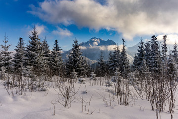 Fototapeta na wymiar Winter forest in the High Tatra Mountains. Poland.