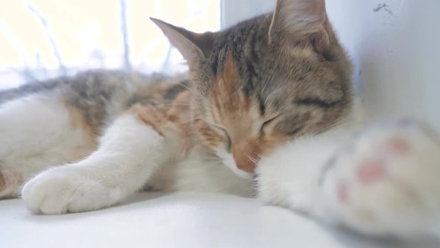 beautiful cute cat licking his paw on window sill with funny emotions on background of room. slow lifestyle motion video. Cat cleaning himself. adult cat lies on the window and licks the paws