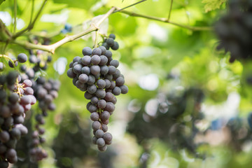 Grape harvest farm