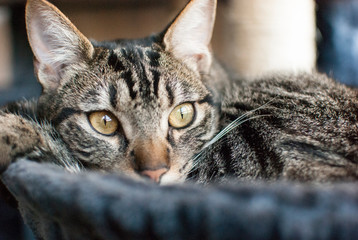 retrato en primer plano de la cara de un gato acurrucado descansando