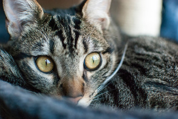 Detalle de los ojos en alerta de un gato acurrucado