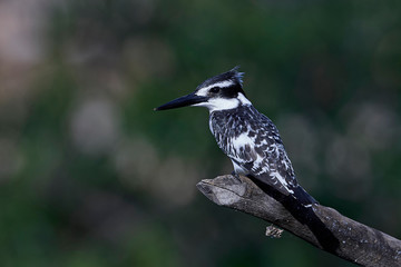 Pied kingfisher (Ceryle rudis)