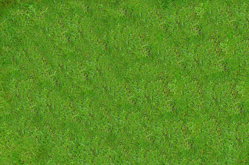 Fototapeta na wymiar A thick variety of green grass for outdoor activities