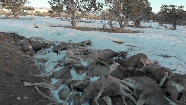 Aerial-flying low over burial pit for road-killed deer. Deer killed along the state's highways are deposited in a pit and left for the scavengers to feed on.