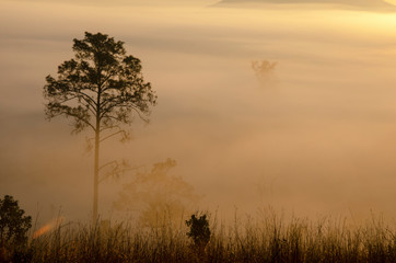 Fototapeta premium Trees and mountains with the sky and the morning sun in the national park