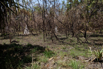 Australijski busz © Miroslaw