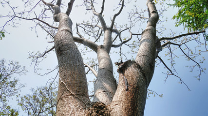 Low Angle View Under Tree Branches Against Clear Blue Sky