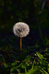  dandelion
