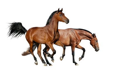 Two bay horses isolated
