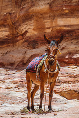 Mule at Petra Mountains in Jordania