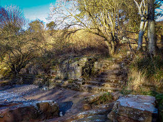 autumn landscape with river and trees in forest