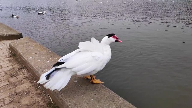 Domestic Muscovy duck standing in Tritsi park Athens Greece. Slow motion.