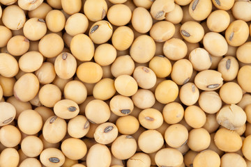 Soybeans texture background, closeup